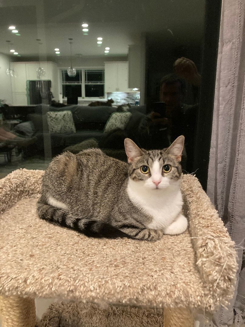 Enlarge Sassy, a Adoptable Domestic Short Hair in CANONSBURG, PA image 10/11