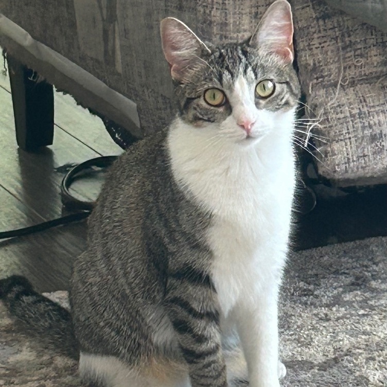 Enlarge Sassy, a Adoptable Domestic Short Hair in CANONSBURG, PA image 11/11