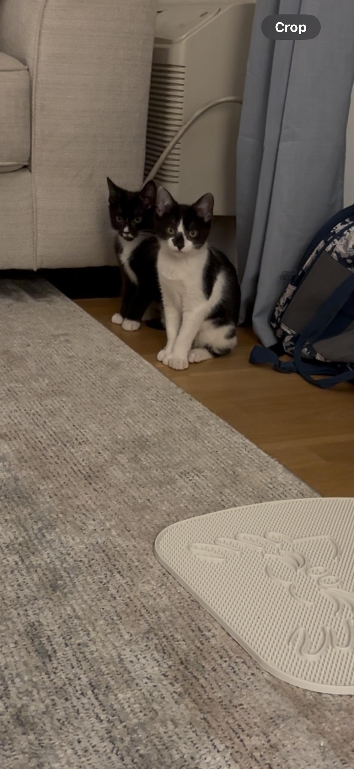 Enlarge Beanie, an adopted Domestic Short Hair in Weehawken, NJ image 5/5