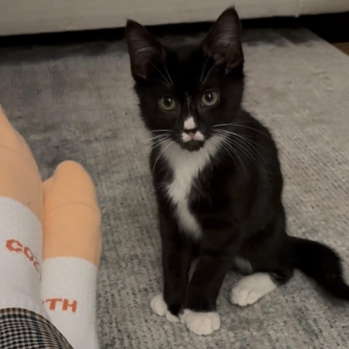 Enlarge Beanie, an adopted Domestic Short Hair in Weehawken, NJ image 1/5