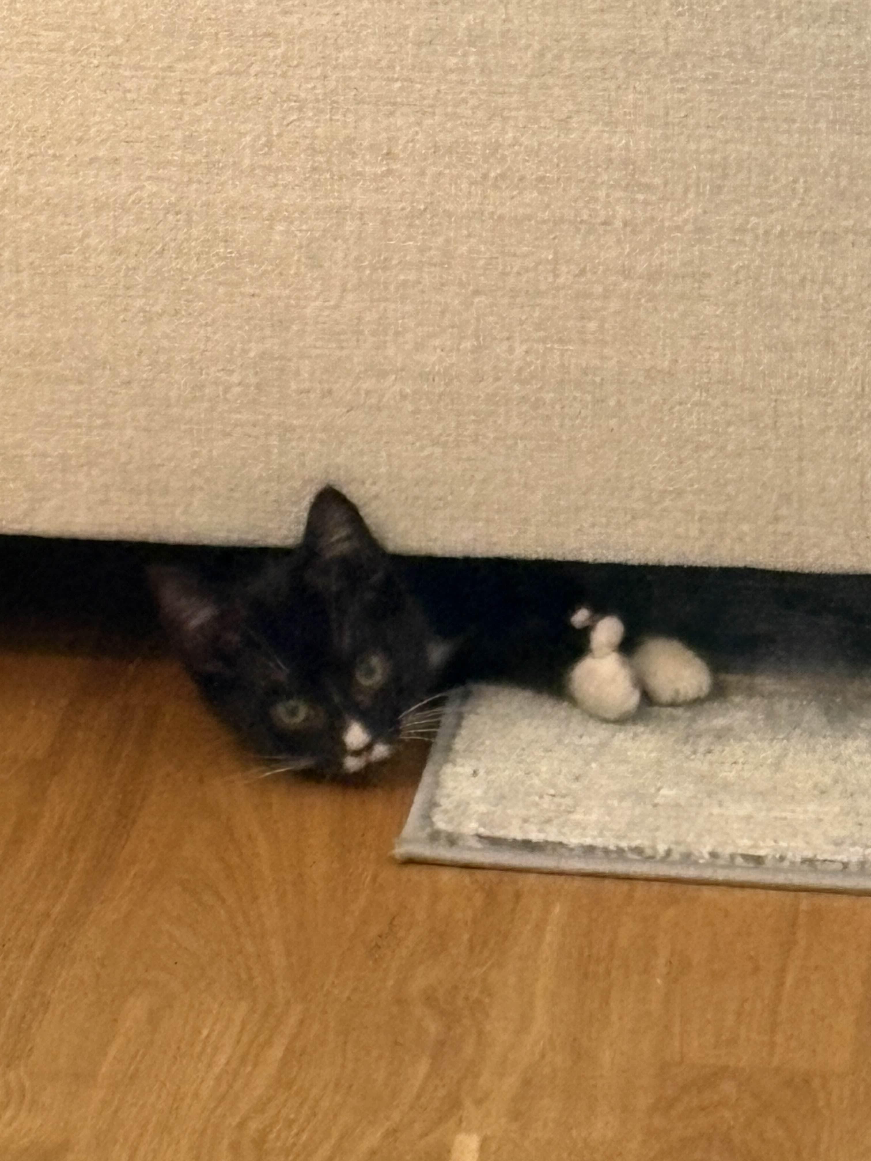 Enlarge Beanie, an adopted Domestic Short Hair in Weehawken, NJ image 4/5