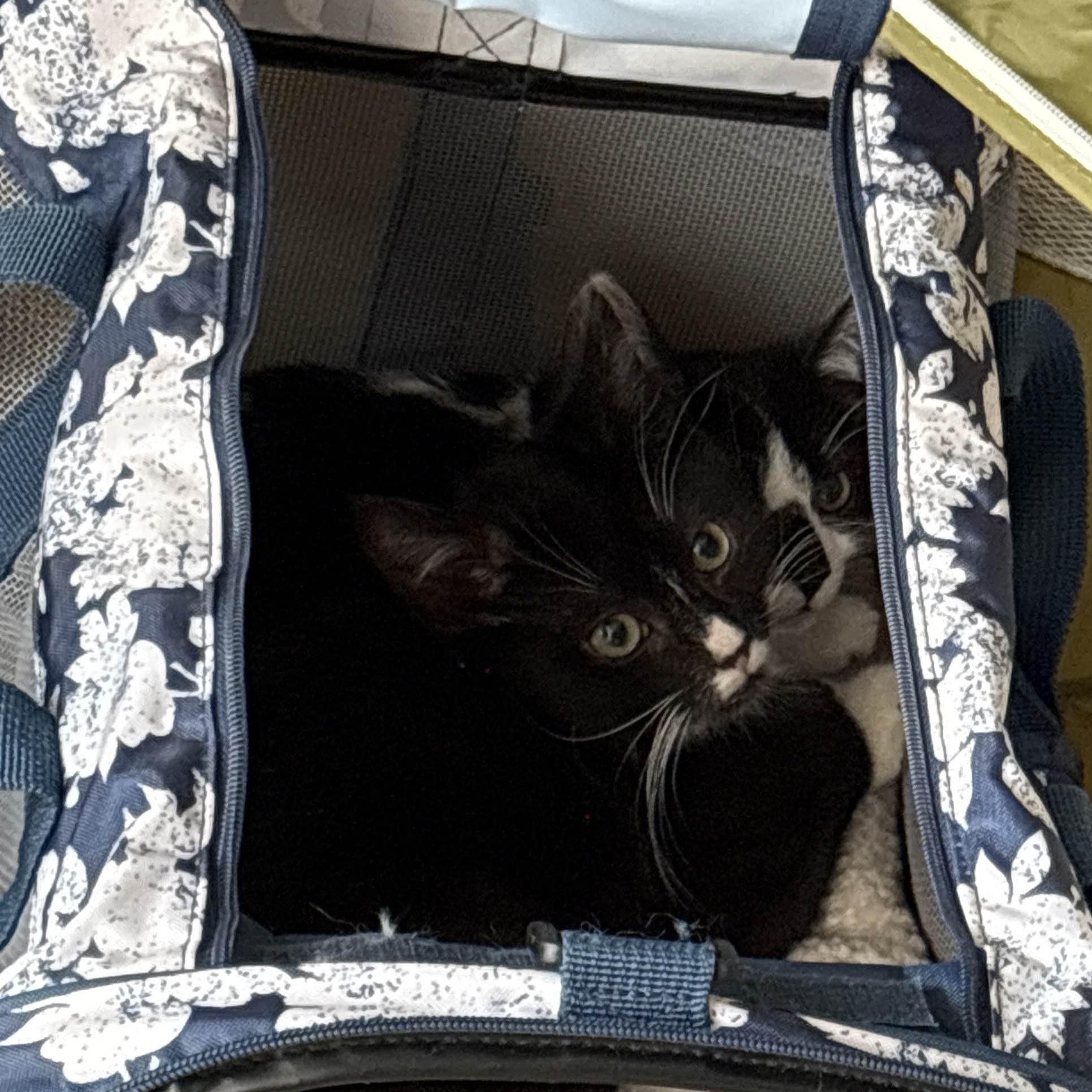 Enlarge Beanie, an adopted Domestic Short Hair in Weehawken, NJ image 2/5