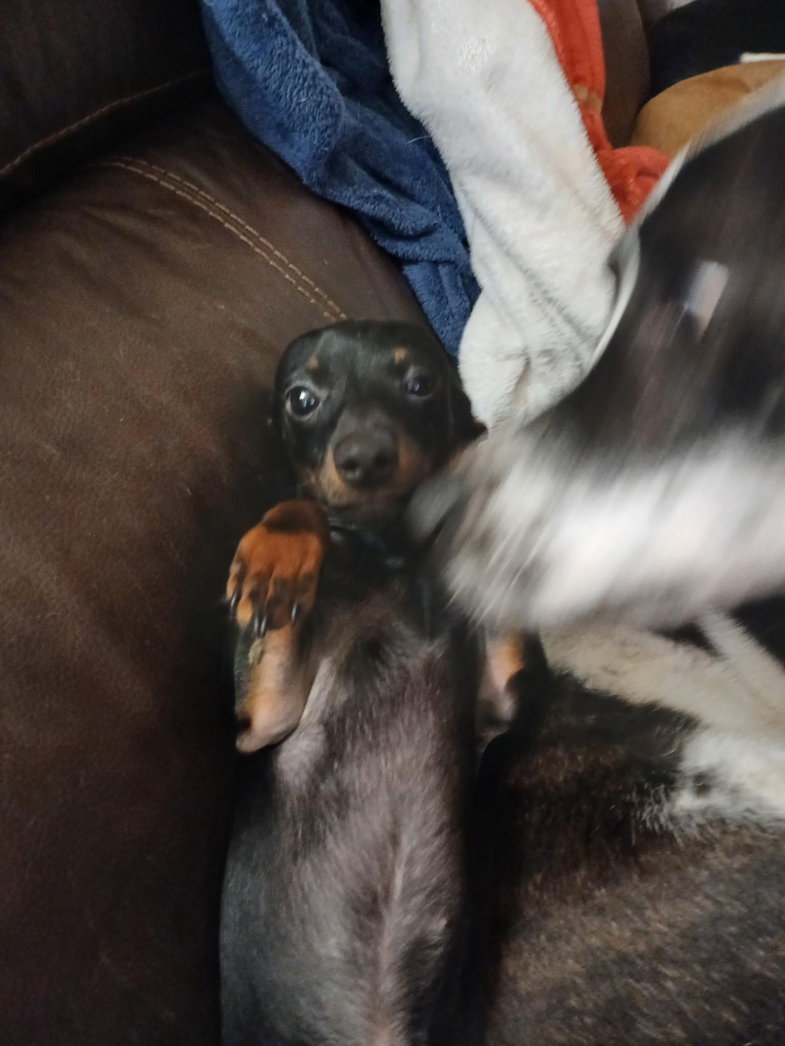 Maddie and Sissy (Lisa-fostered in TN), a Adoptable mixed breed in Brooklyn, CT image 3/5
