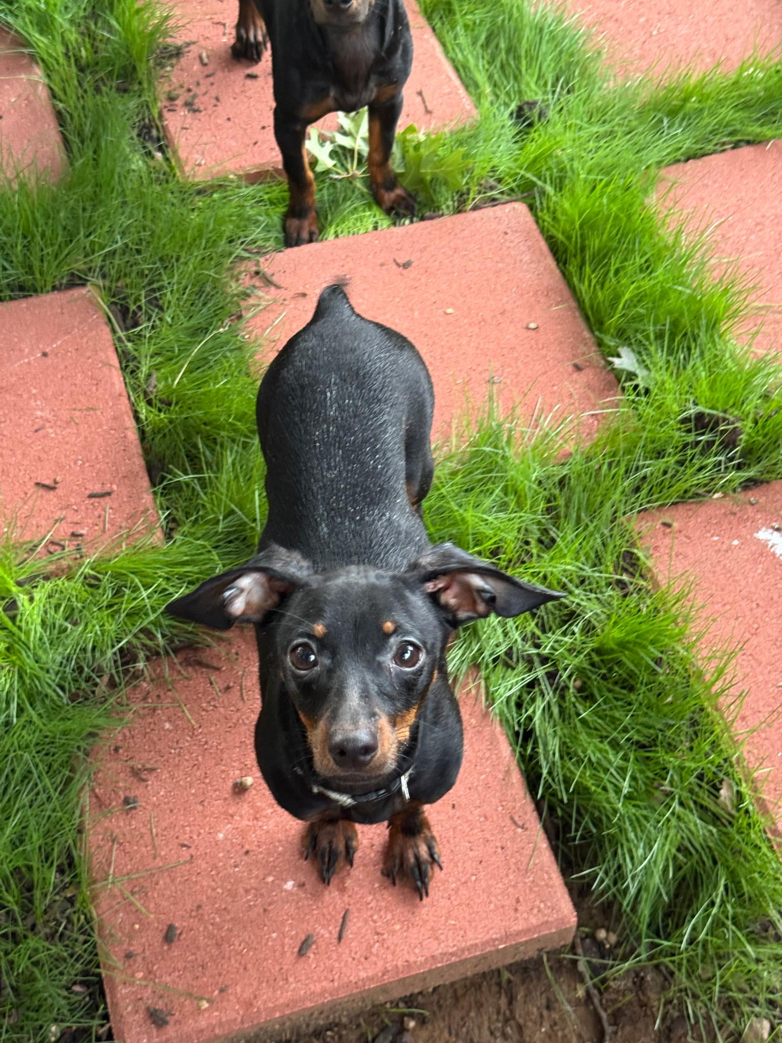Maddie and Sissy (Lisa-fostered in TN), Adoptable, Young Female Miniature Dachshund & Miniature Pinscher.