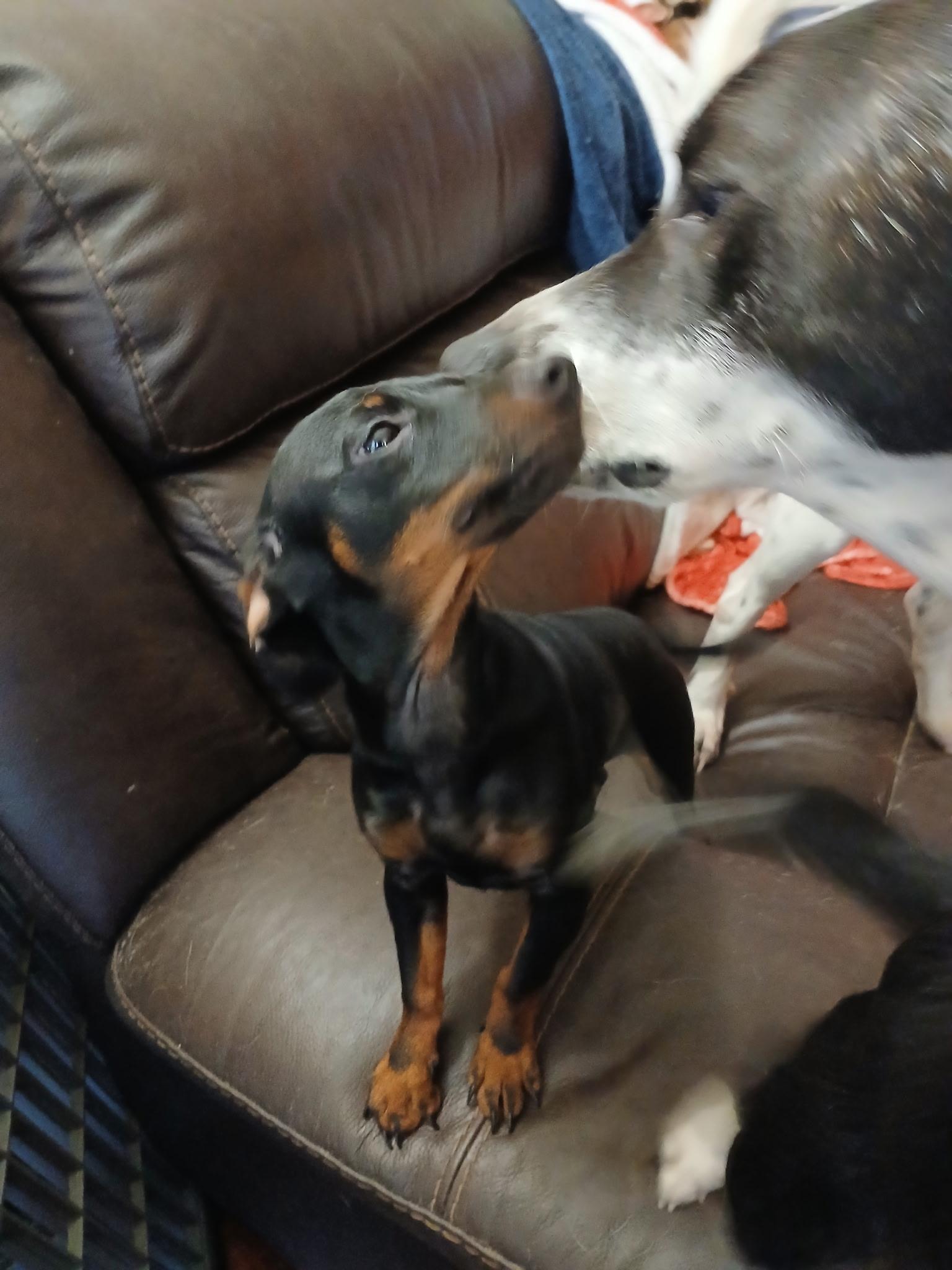 Maddie and Sissy (Lisa-fostered in TN), a Adoptable mixed breed in Brooklyn, CT image 4/5