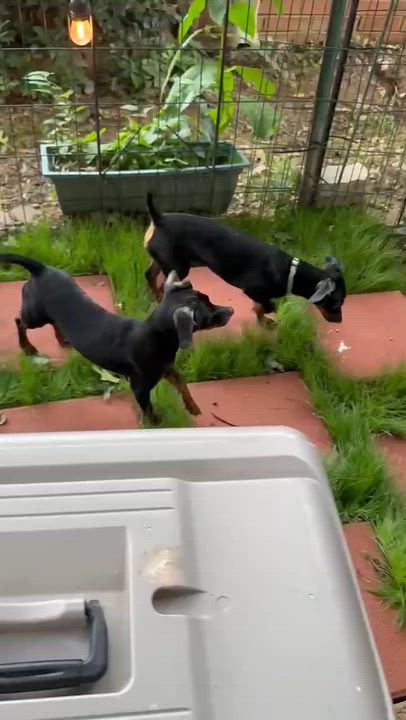 Enlarge Maddie and Sissy (Lisa-fostered in TN), a Adoptable mixed breed in Brooklyn, CT video 5/5