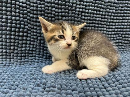 Snowball Cookie, Adoptable, Kitten Female Domestic Short Hair & Domestic Short Hair.