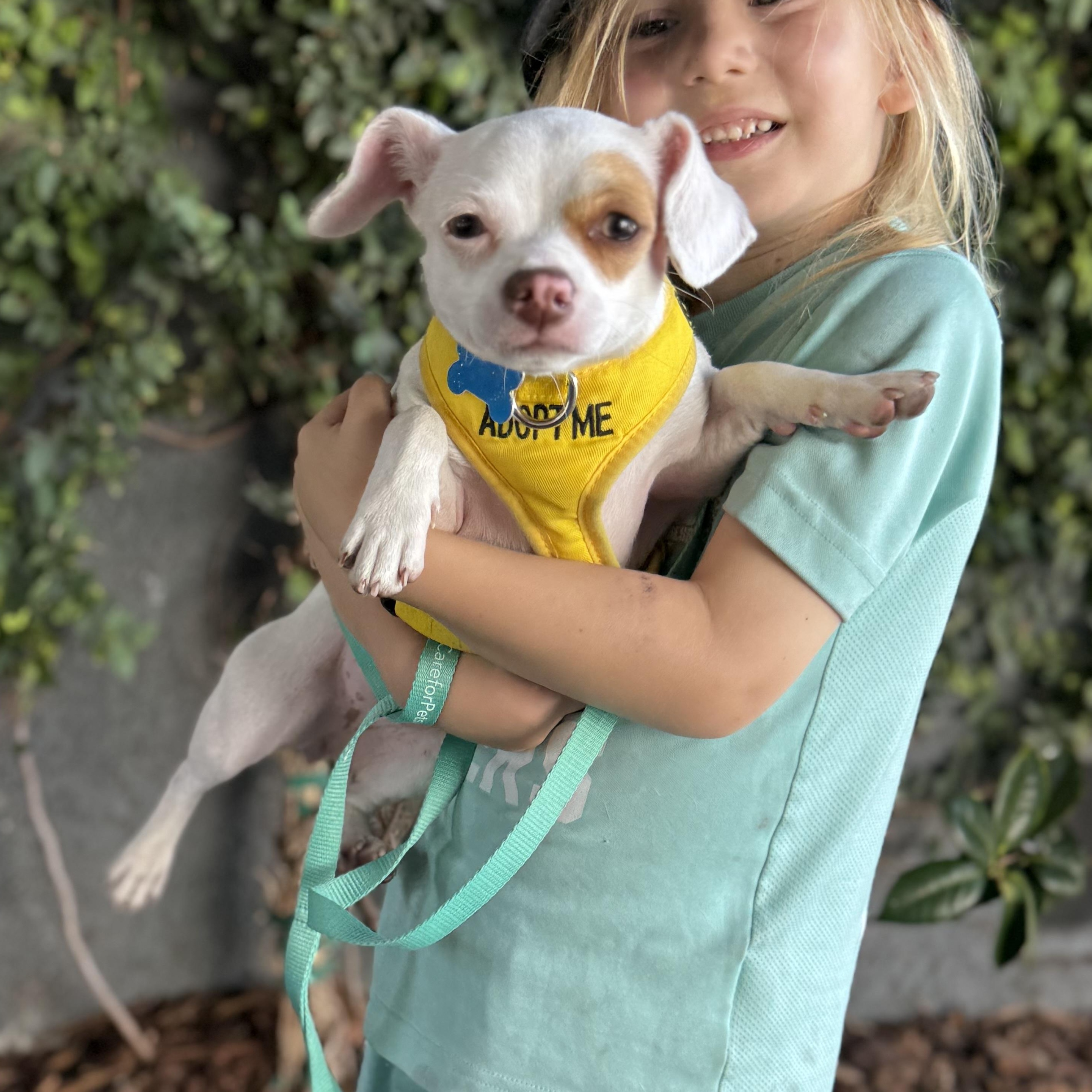 Enlarge January, a ADOPTABLE Chihuahua in Los Angeles, CA image 3/6