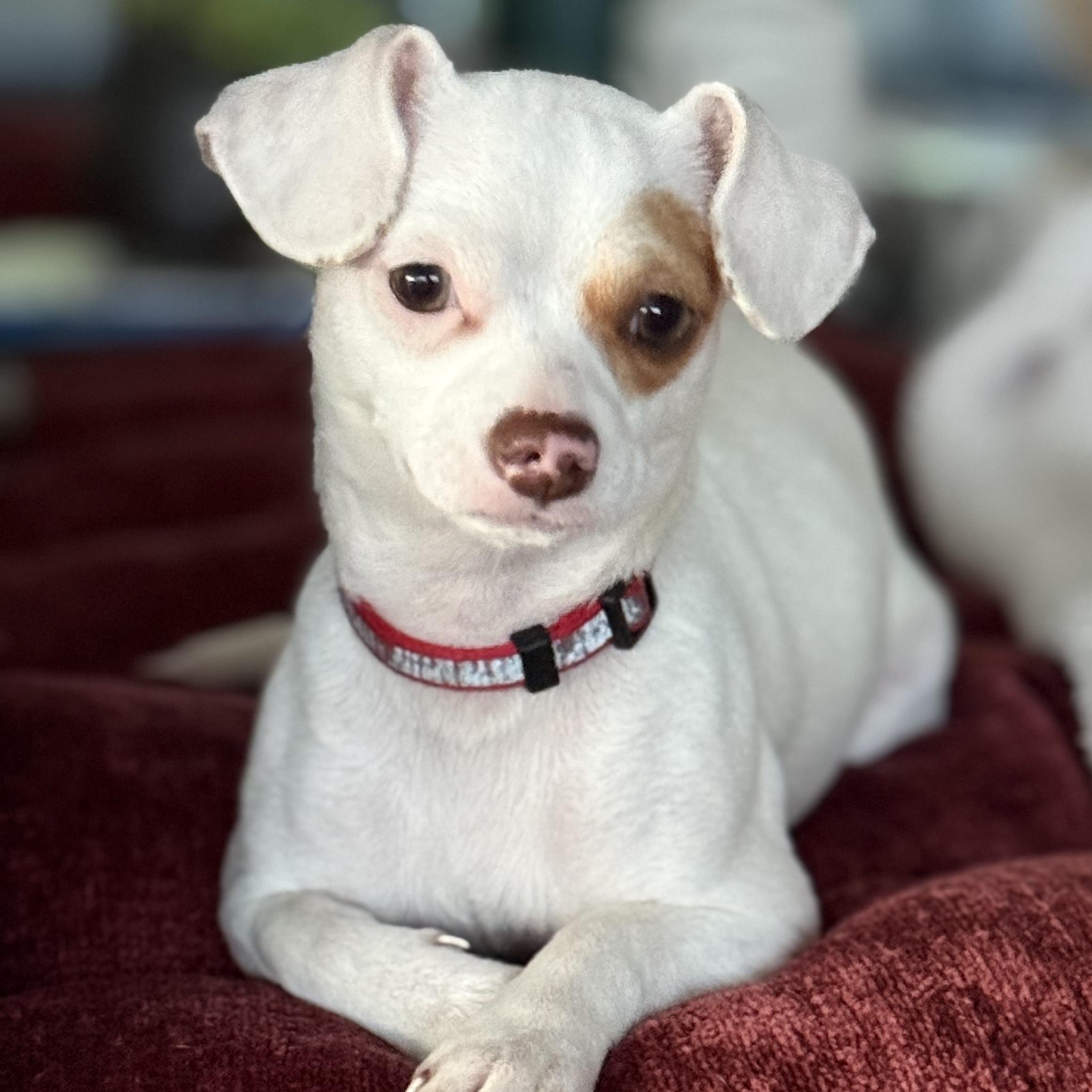 Enlarge January, a ADOPTABLE Chihuahua in Los Angeles, CA image 1/5
