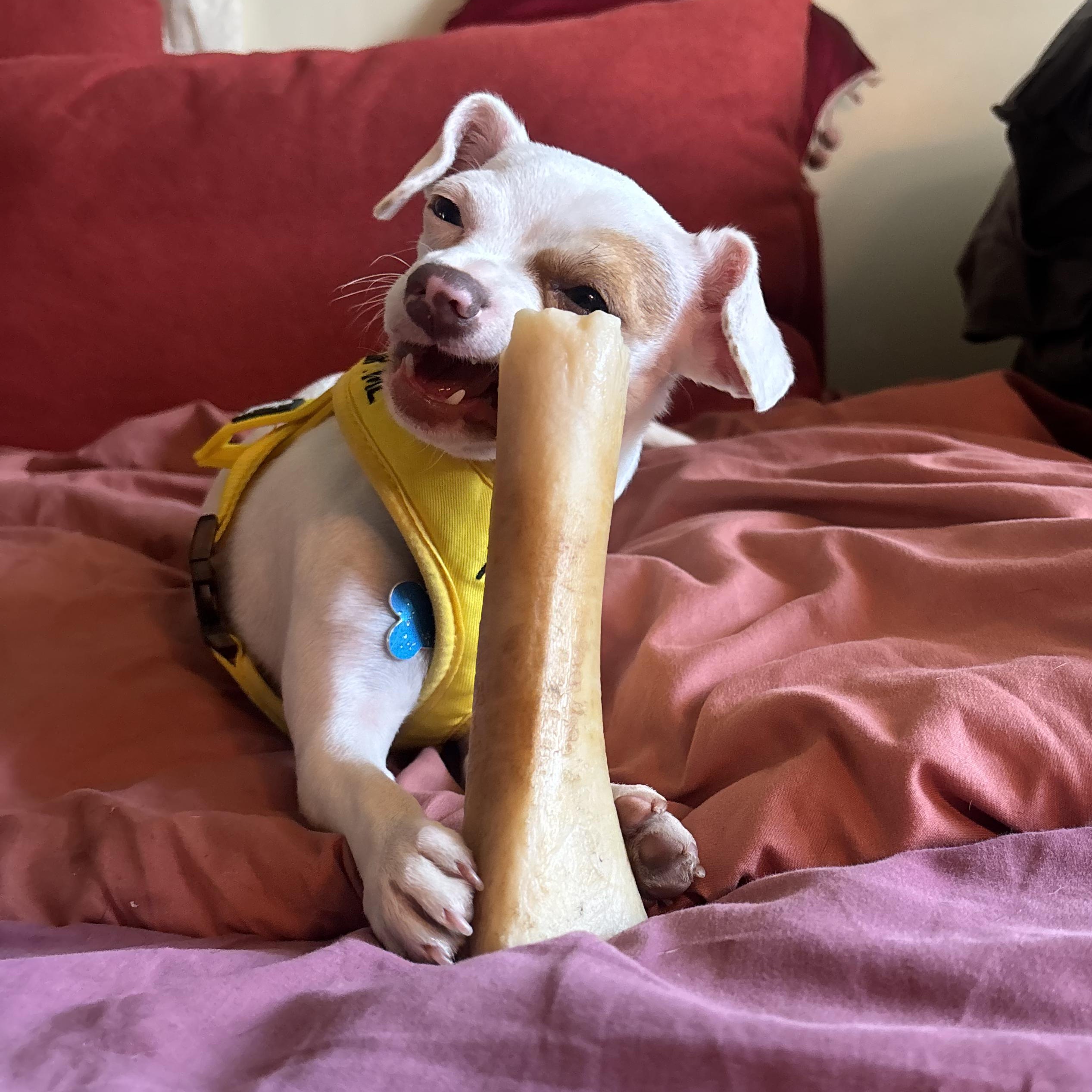 Enlarge January, a ADOPTABLE Chihuahua in Los Angeles, CA image 1/6