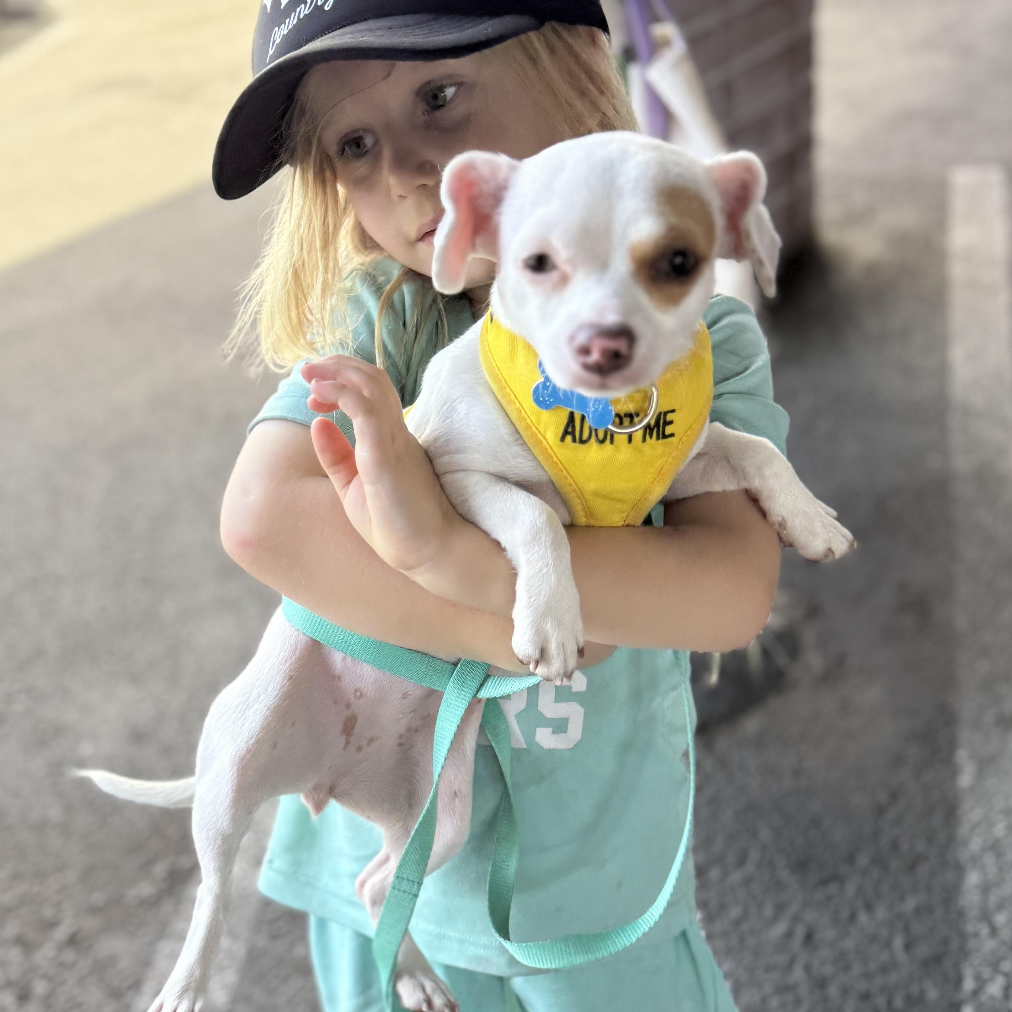 Enlarge January, a ADOPTABLE Chihuahua in Los Angeles, CA image 2/6