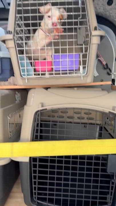 Enlarge January, a ADOPTABLE Chihuahua in Los Angeles, CA video 5/5