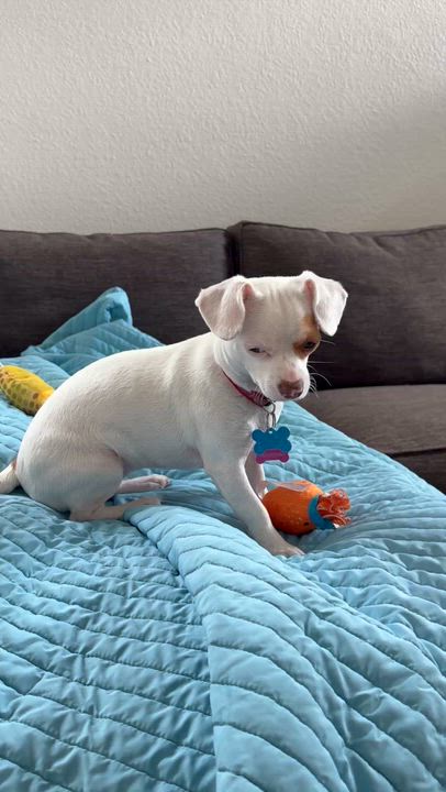 Enlarge January, a ADOPTABLE Chihuahua in Los Angeles, CA video 5/6