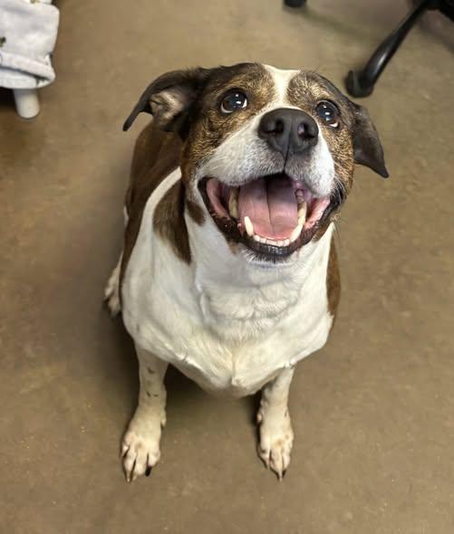 TIGER, a Adopted Boxer in Cullman, AL image 1/5