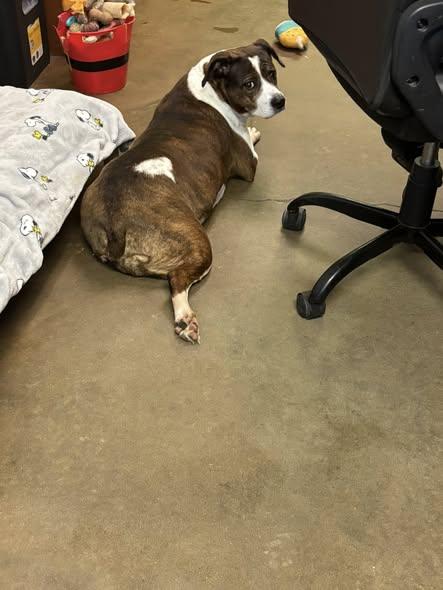 TIGER, Adopted, Adult Female Boxer.