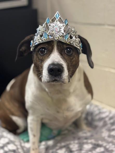 TIGER, a Adopted Boxer in Cullman, AL image 3/5