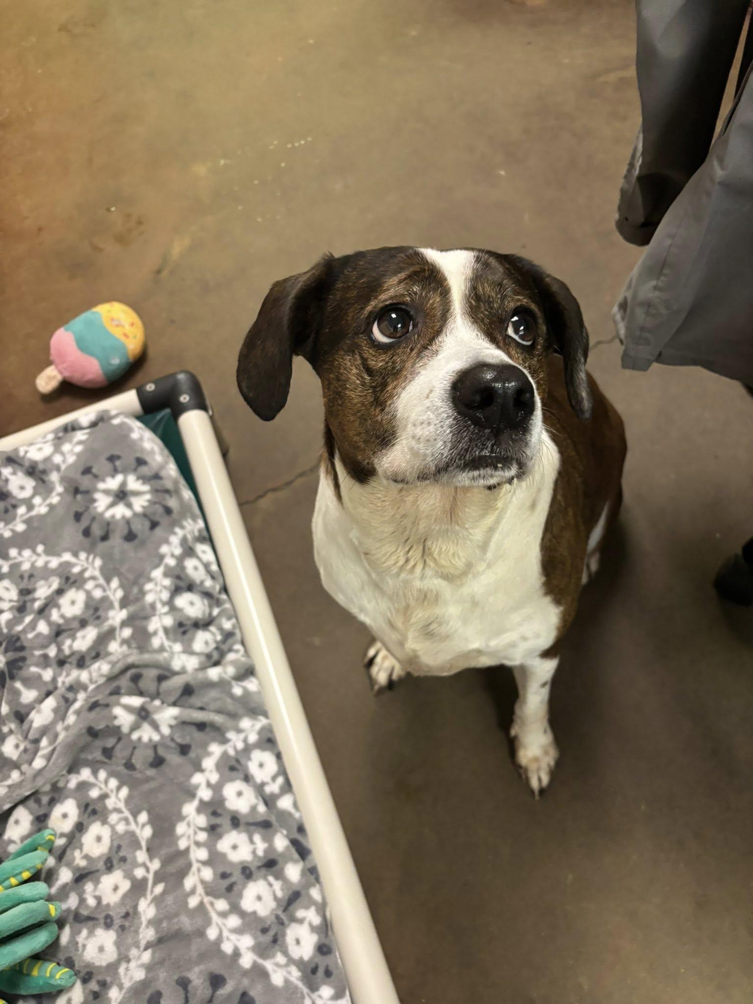TIGER, a Adopted Boxer in Cullman, AL image 4/5