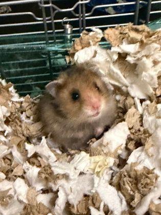 Enlarge Theodore, an adopted Hamster in Williamsport, PA image 2/3