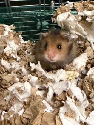 Theodore, adopted, Baby Male Hamster.