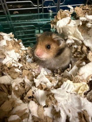 Enlarge Theodore, an adopted Hamster in Williamsport, PA image 3/3