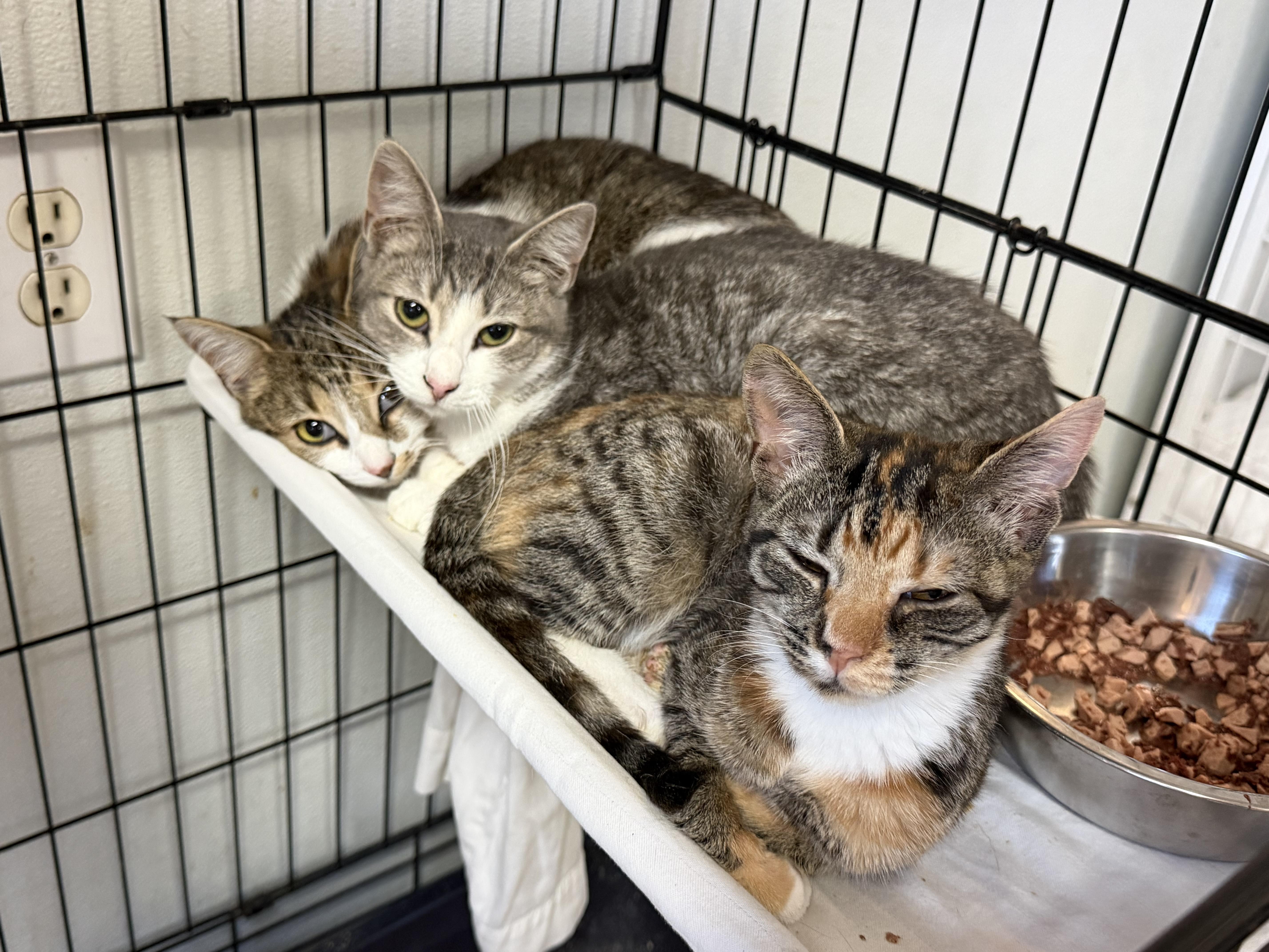 Enlarge Everything Nice, a Adoptable mixed breed in Pound, VA image 4/4