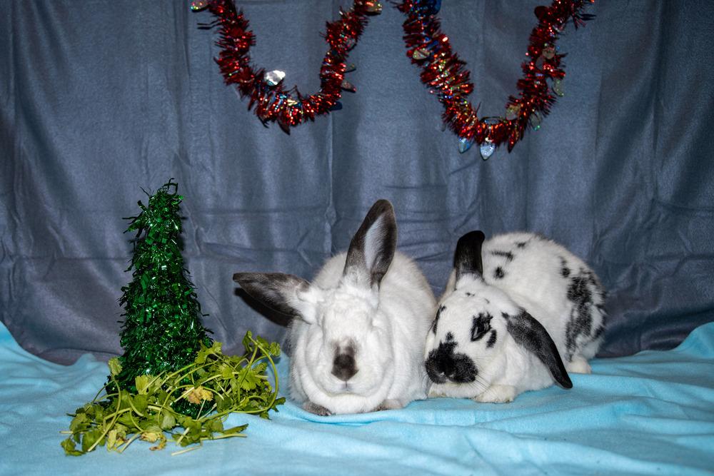 Perry (Bonded to Sarah), Adoptable, Adult Male Lop Eared & English Spot.