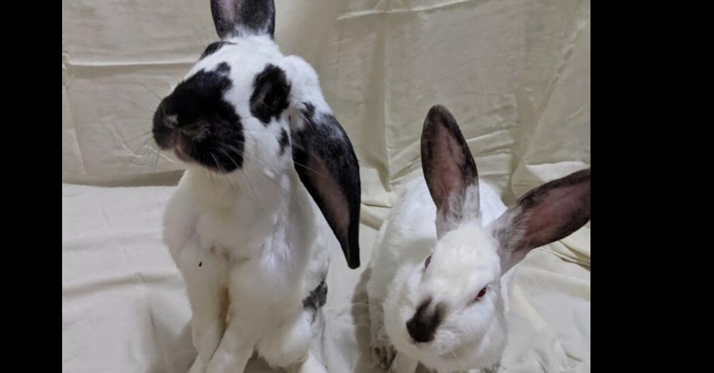 Perry (Bonded to Sarah), Adoptable, Adult Male Lop Eared & English Spot.
