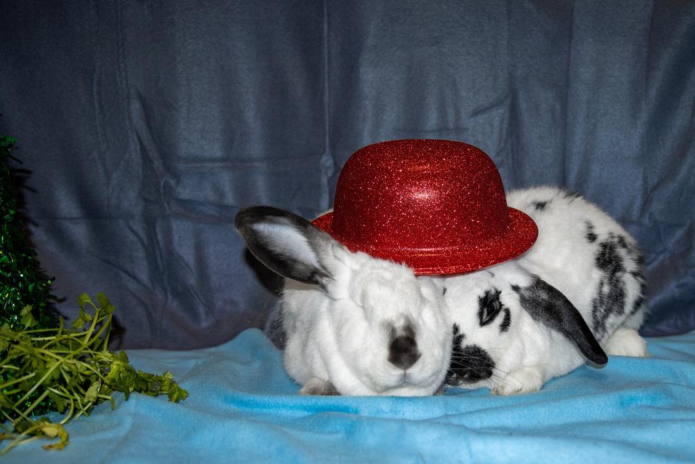 Enlarge Perry (Bonded to Sarah), a Adoptable mixed breed in Longwood, FL image 3/6