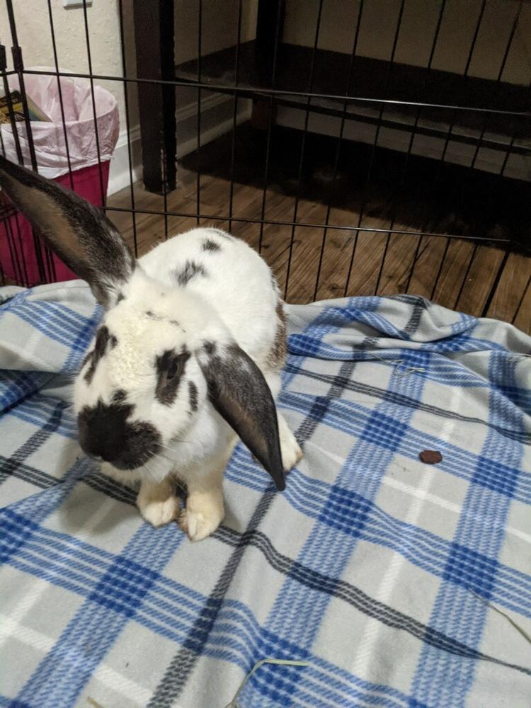 Enlarge Perry (Bonded to Sarah), a Adoptable mixed breed in Longwood, FL image 5/6