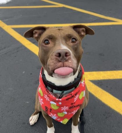 Enlarge Seuss, a Adoptable mixed breed in Valley View, OH image 1/3