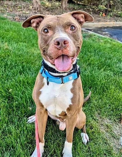 Enlarge Seuss, a Adoptable mixed breed in Valley View, OH image 3/3