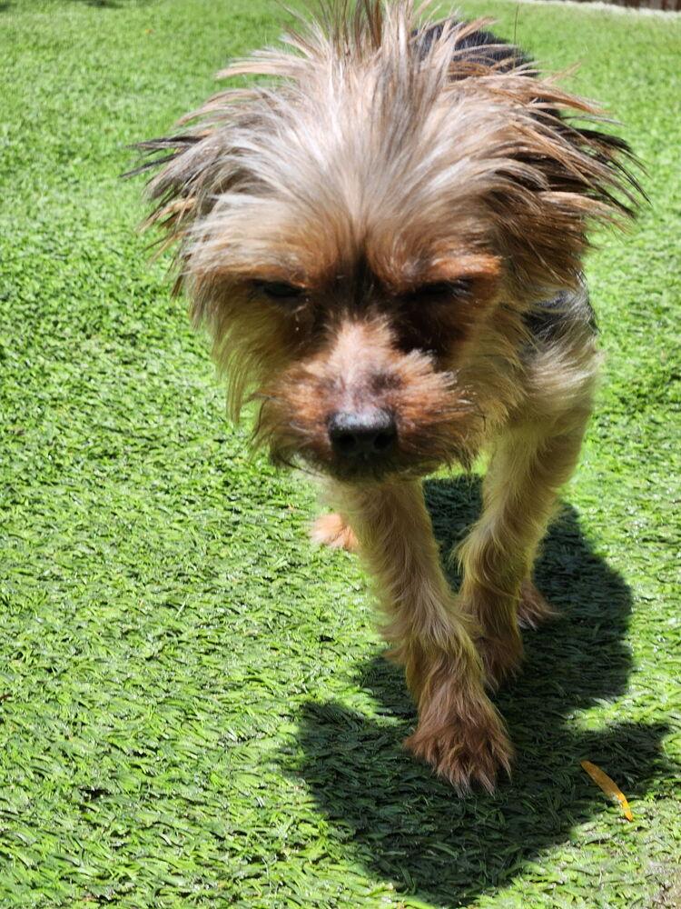 KORAH, Adopted, Adult Female Yorkshire Terrier.