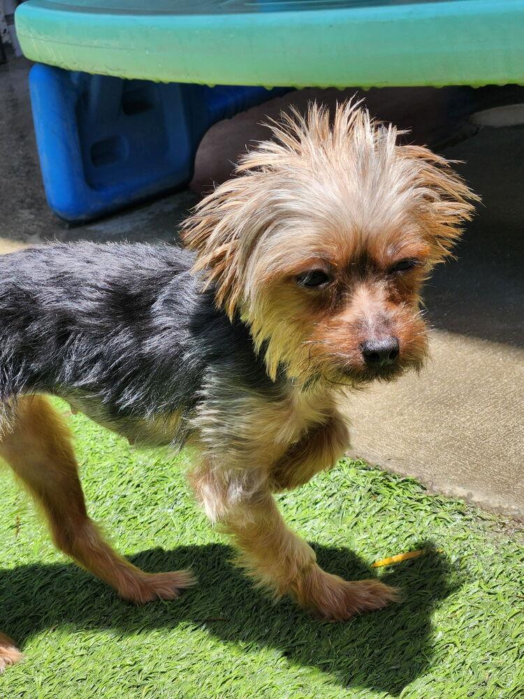 Enlarge KORAH, a Adopted Yorkshire Terrier in Beaumont, CA image 2/3
