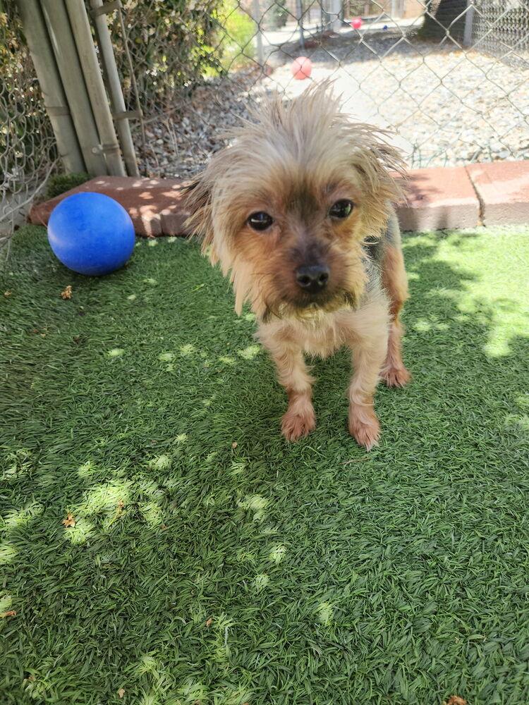 Enlarge KORAH, a Adopted Yorkshire Terrier in Beaumont, CA image 3/3
