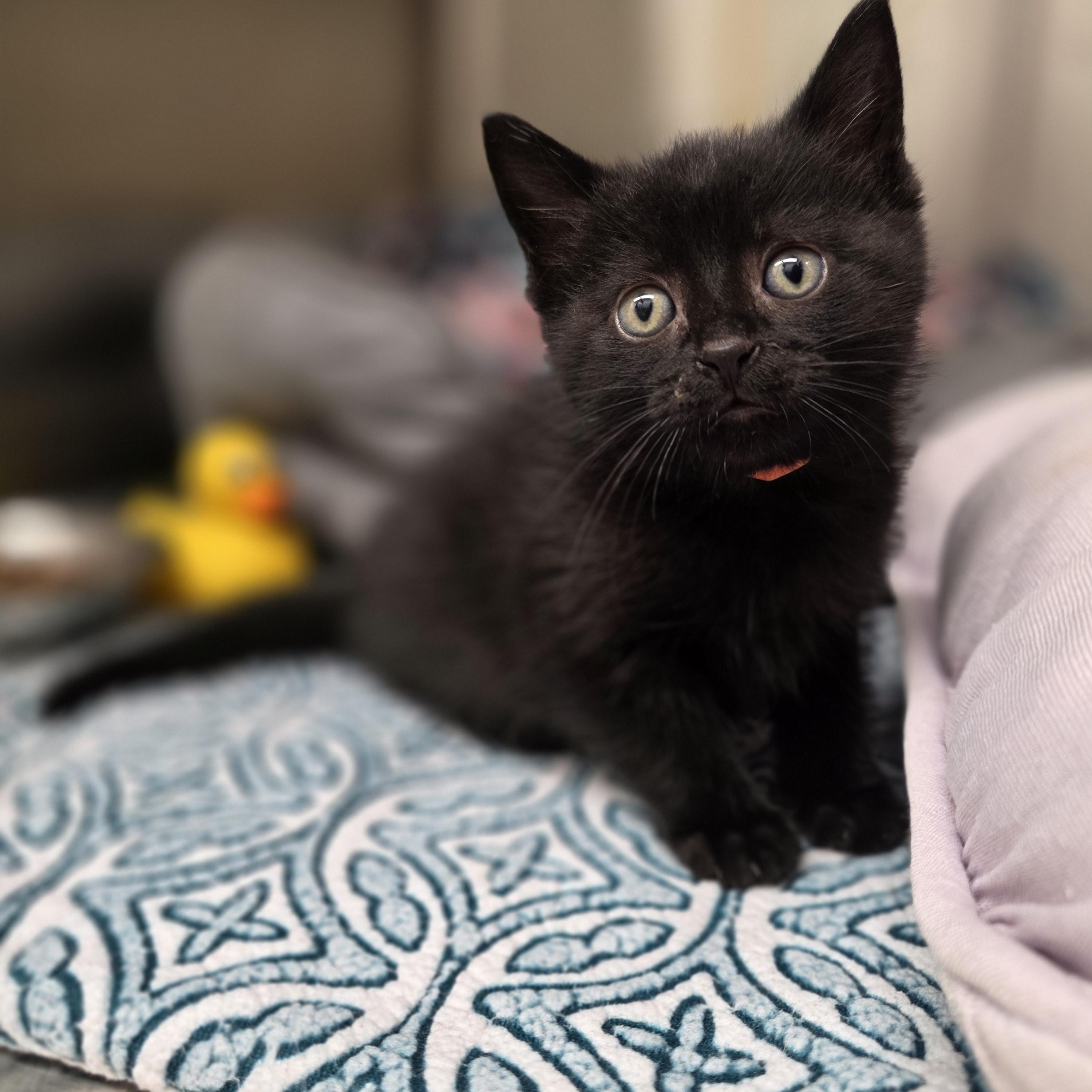 Enlarge Fender, a Adoptable Domestic Short Hair in Washington, MI image 1/1