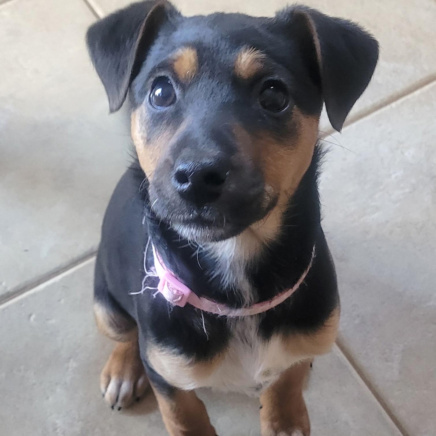 Enlarge Ida, a ADOPTABLE mixed breed in Prior Lake, MN image 1/6