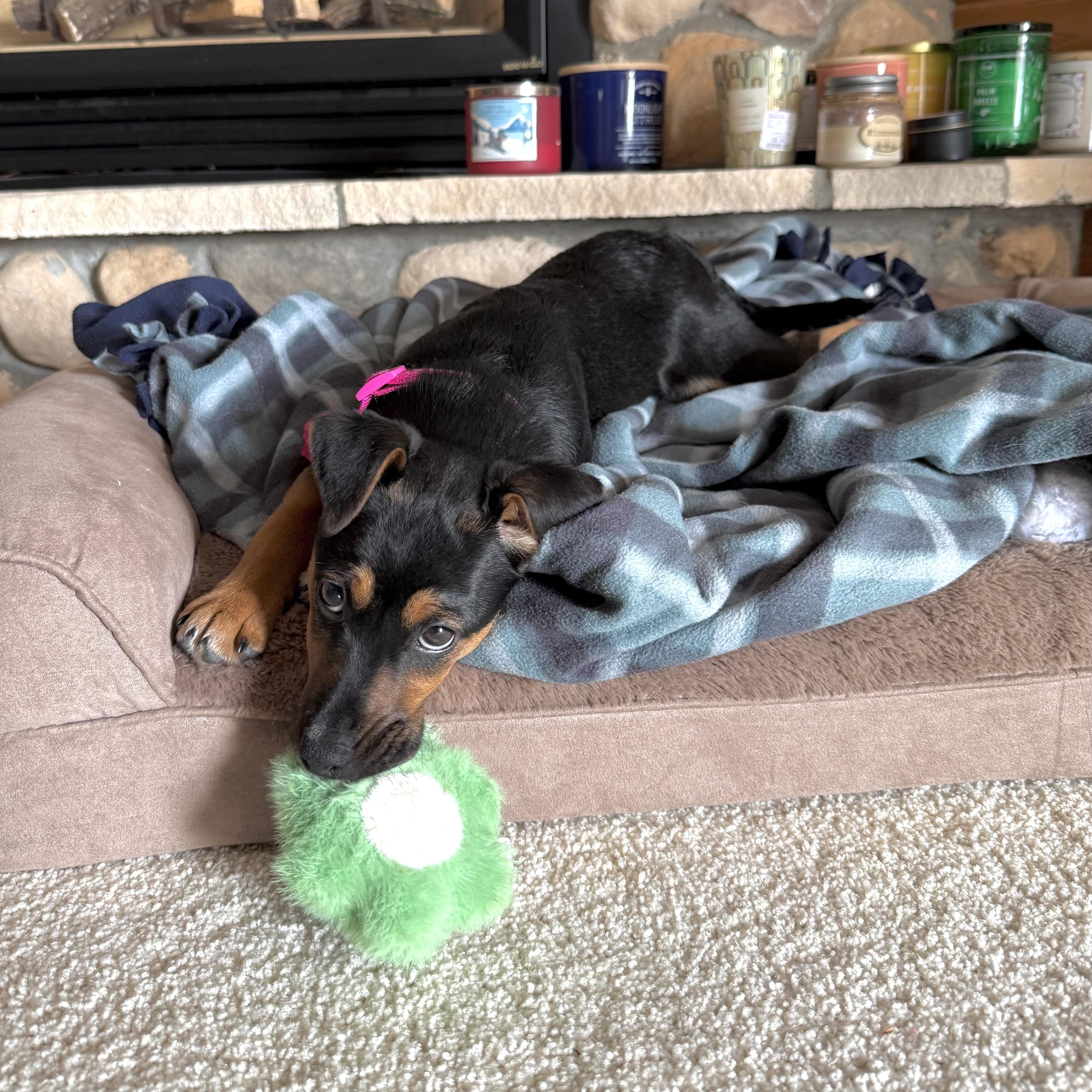 Enlarge Ida, a ADOPTABLE mixed breed in Prior Lake, MN image 3/6