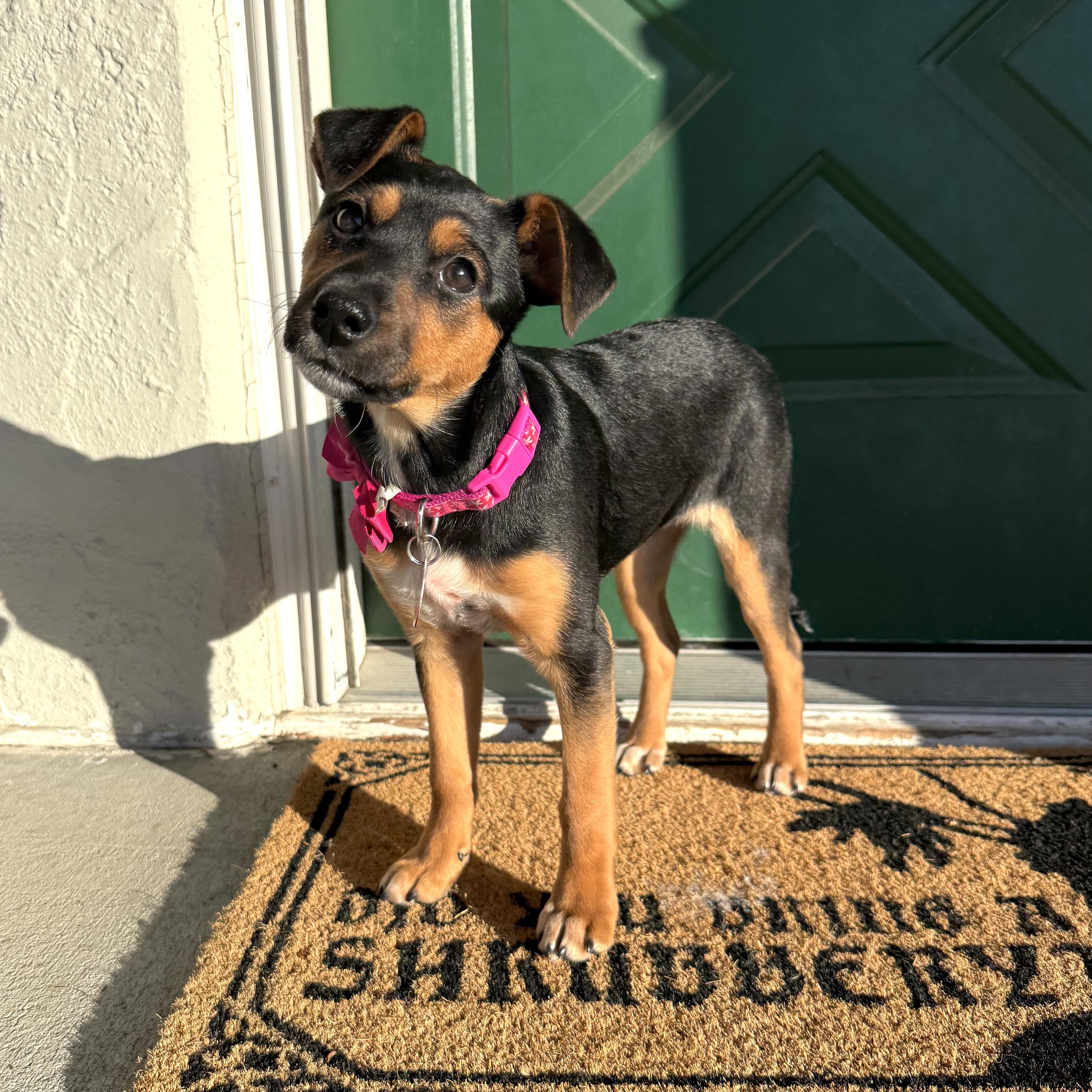 Enlarge Ida, a ADOPTABLE mixed breed in Prior Lake, MN image 4/6