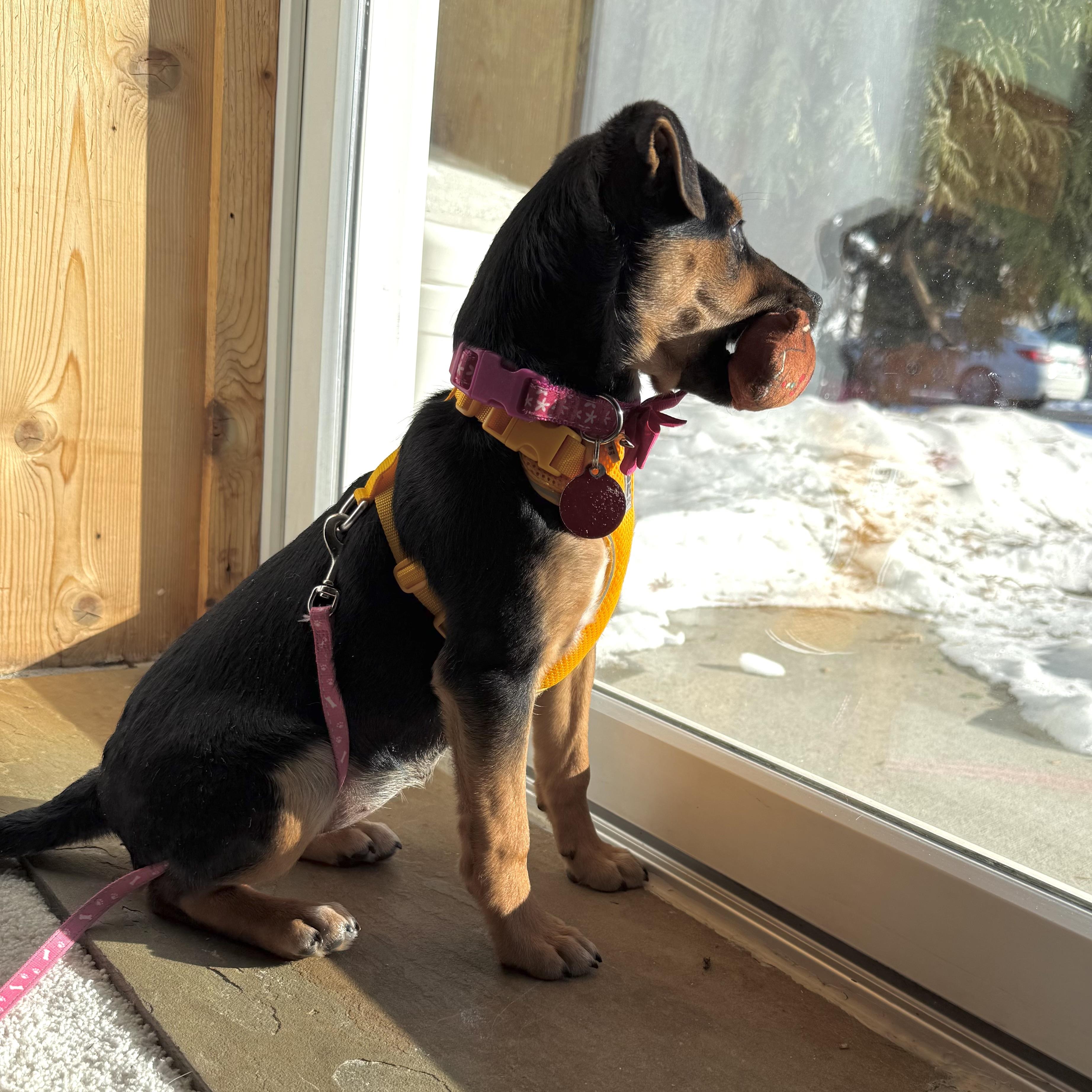 Enlarge Ida, a ADOPTABLE mixed breed in Prior Lake, MN image 6/6