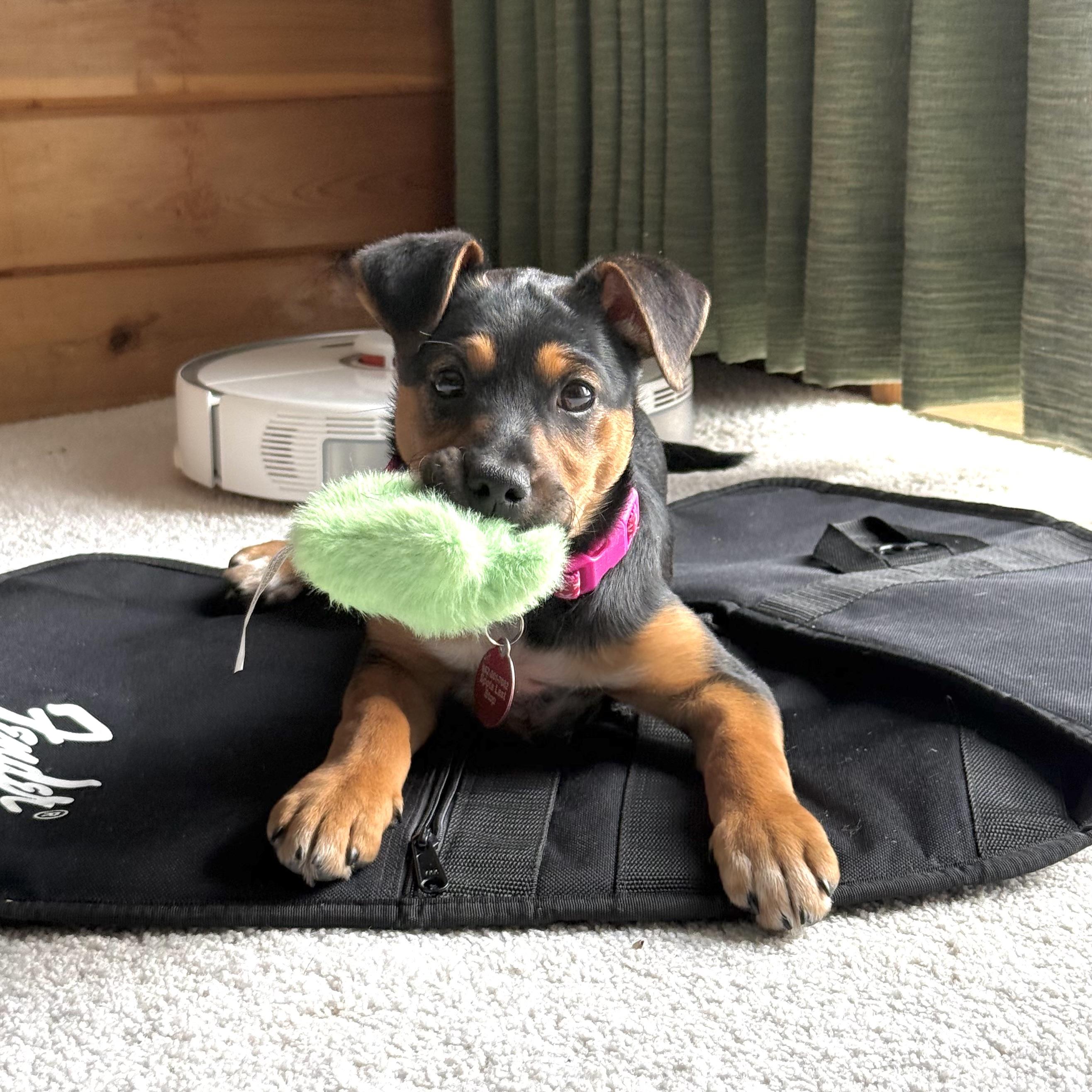 Enlarge Ida, a ADOPTABLE mixed breed in Prior Lake, MN image 2/6