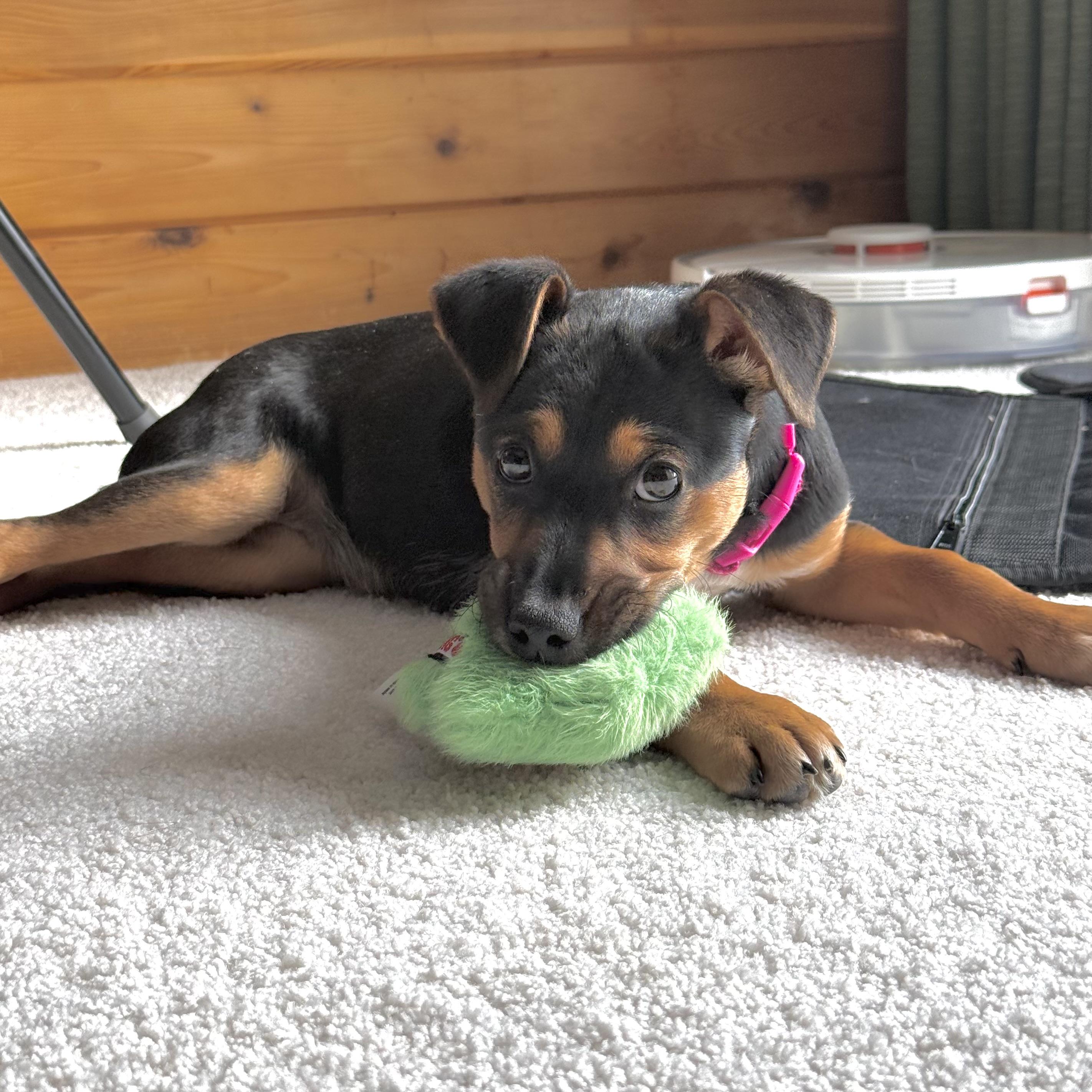 Enlarge Ida, a ADOPTABLE mixed breed in Prior Lake, MN image 5/6