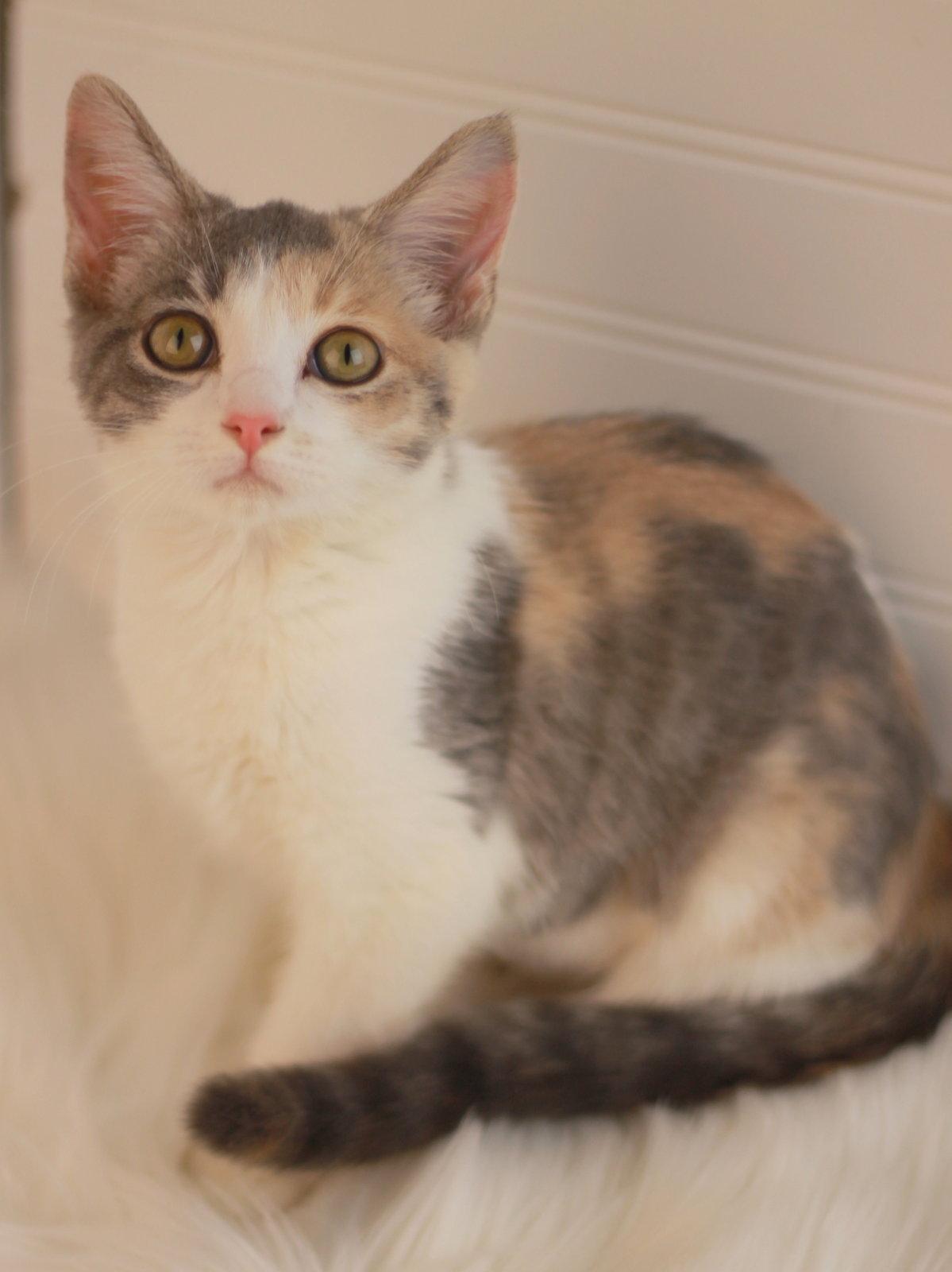 Lakelyn, Adoptable, Kitten Female Domestic Short Hair.