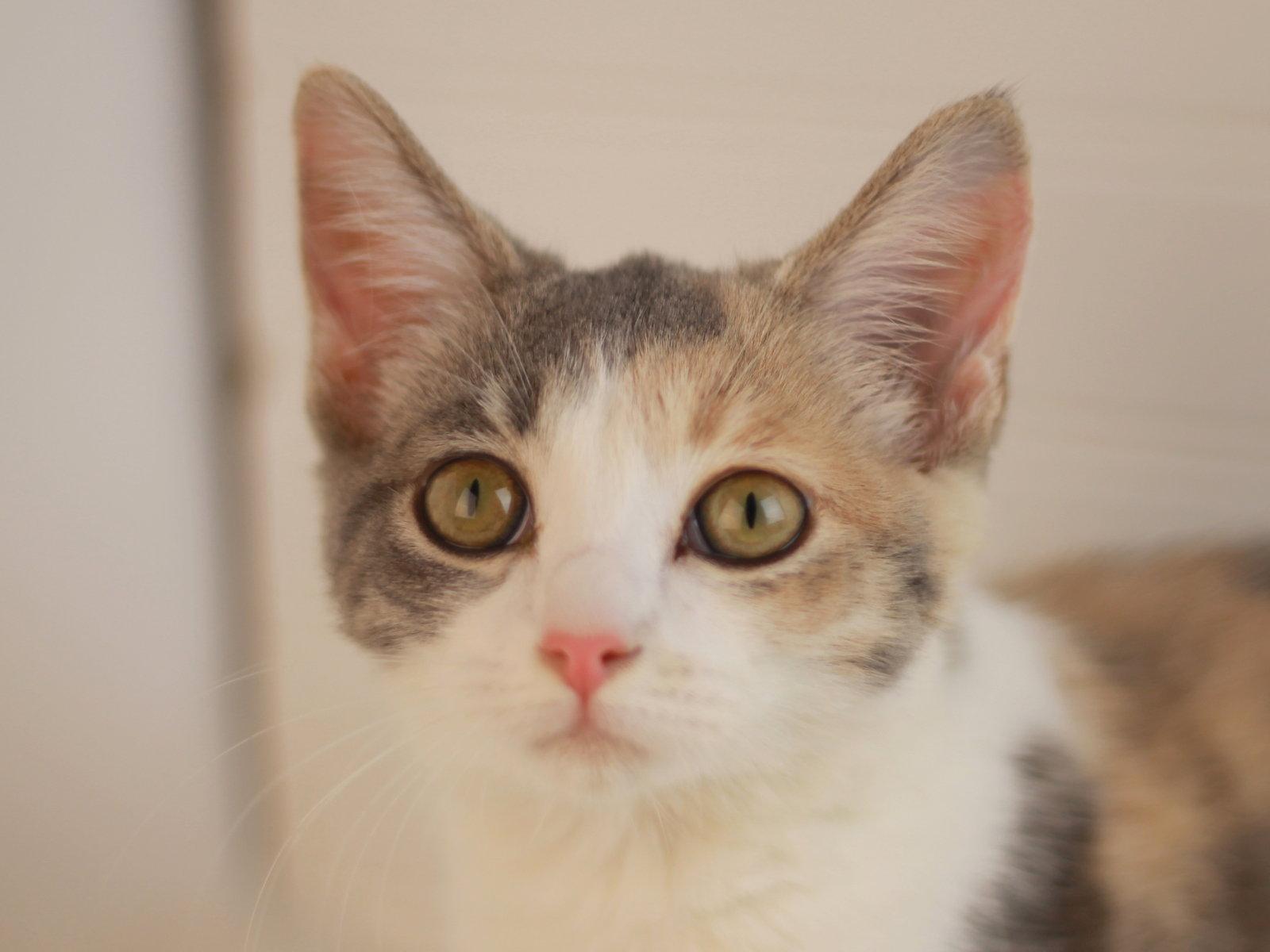 Enlarge Lakelyn, a Adoptable Domestic Short Hair in Cookeville, TN image 2/3