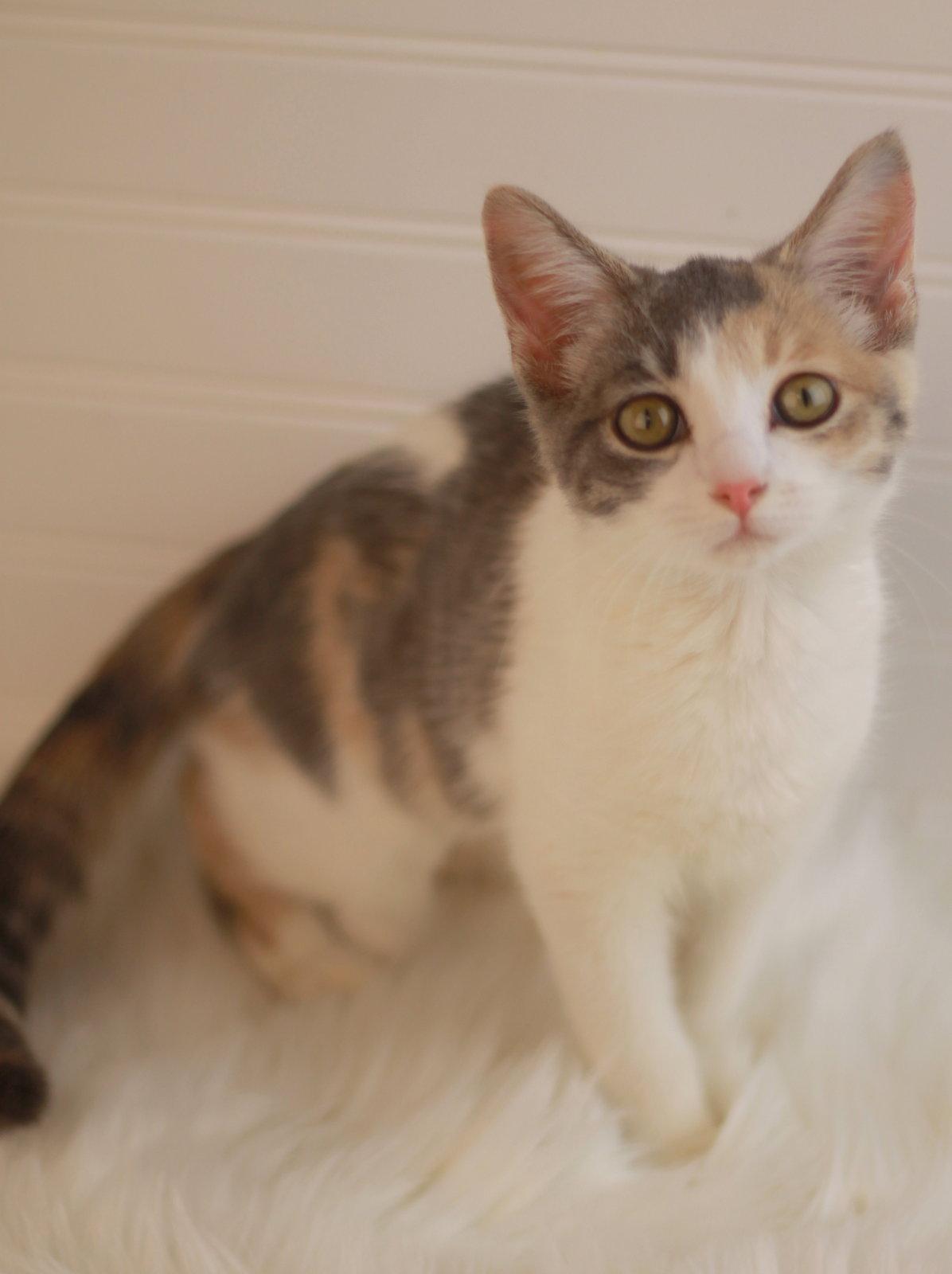 Enlarge Lakelyn, a Adoptable Domestic Short Hair in Cookeville, TN image 3/3
