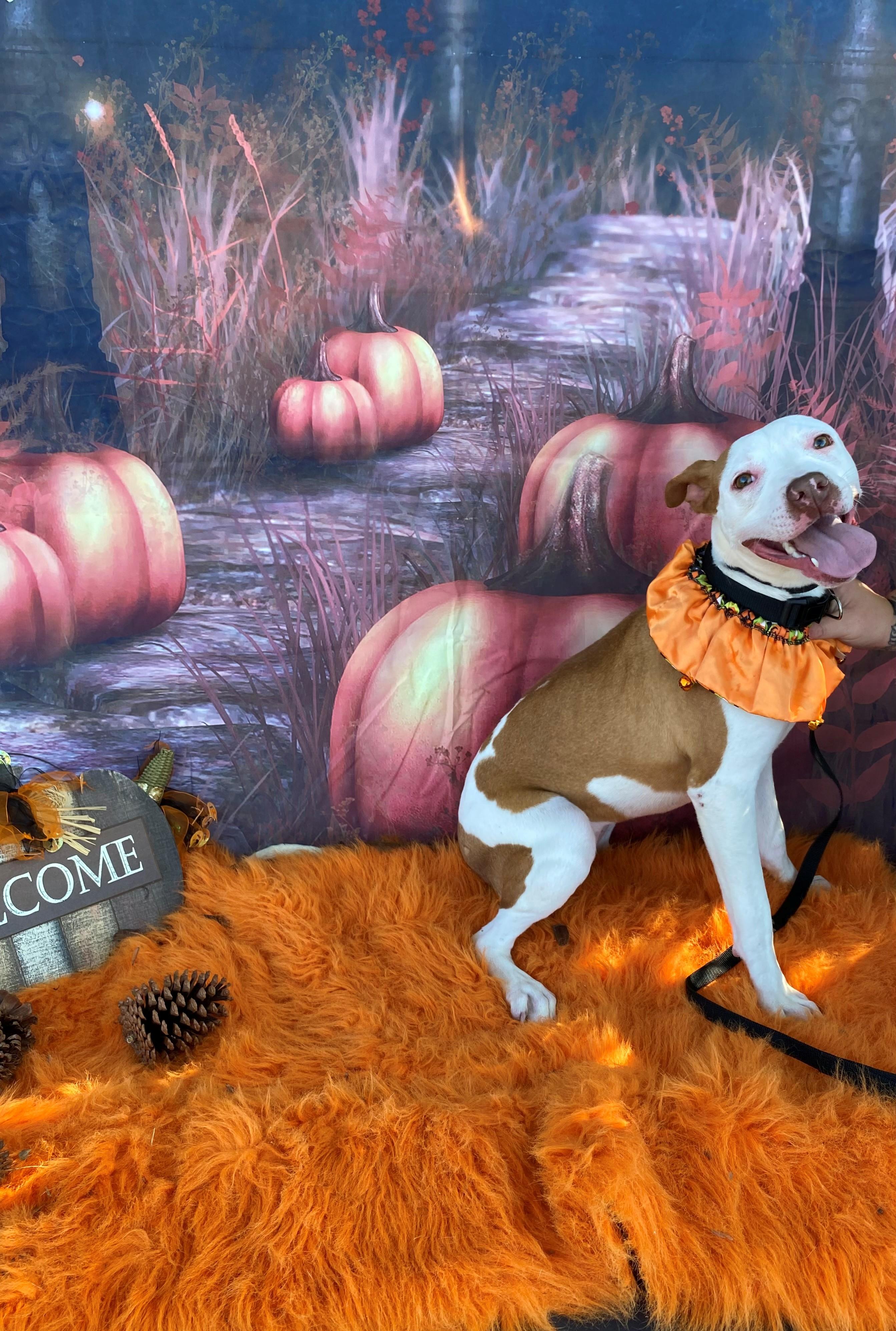 Ruby 59102030, Adoptable, Young Female Mixed Breed.