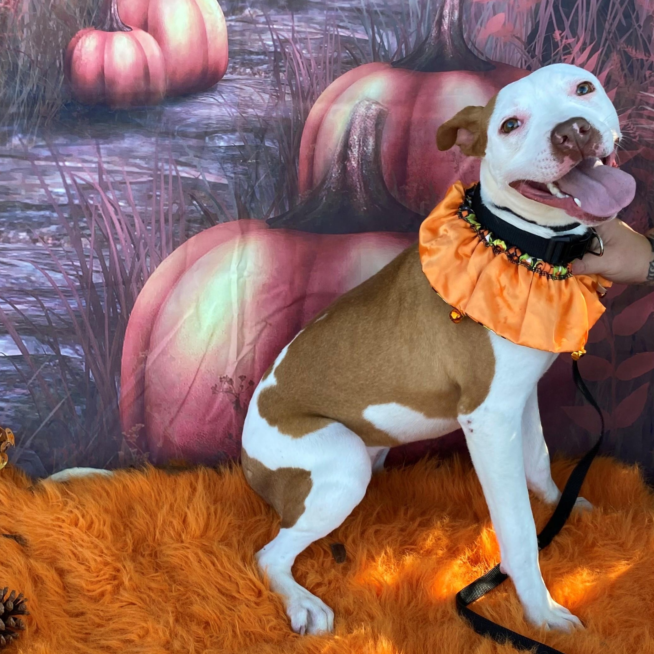 Enlarge Ruby 59102030, a Adoptable Mixed Breed in Harvey , LA image 2/2