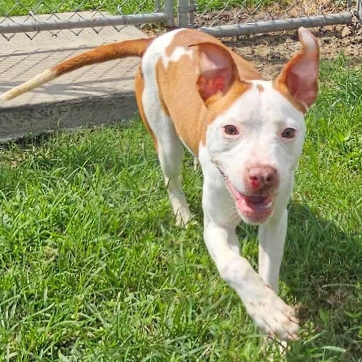 Ruby 59102030, Adoptable, Young Female Mixed Breed.