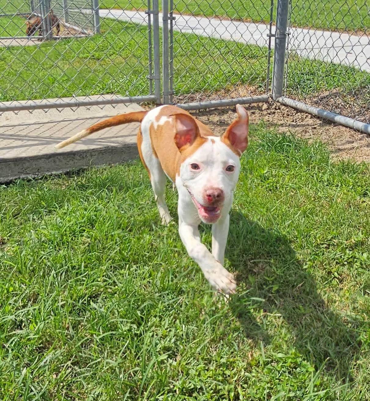 Enlarge Ruby 59102030, a Adoptable Mixed Breed in Harvey , LA image 2/2