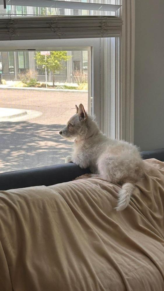 Enlarge Jack, a Adoptable mixed breed in Parker, CO image 1/4