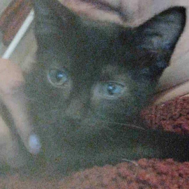 Maige, Adoptable, Kitten Female American Shorthair.